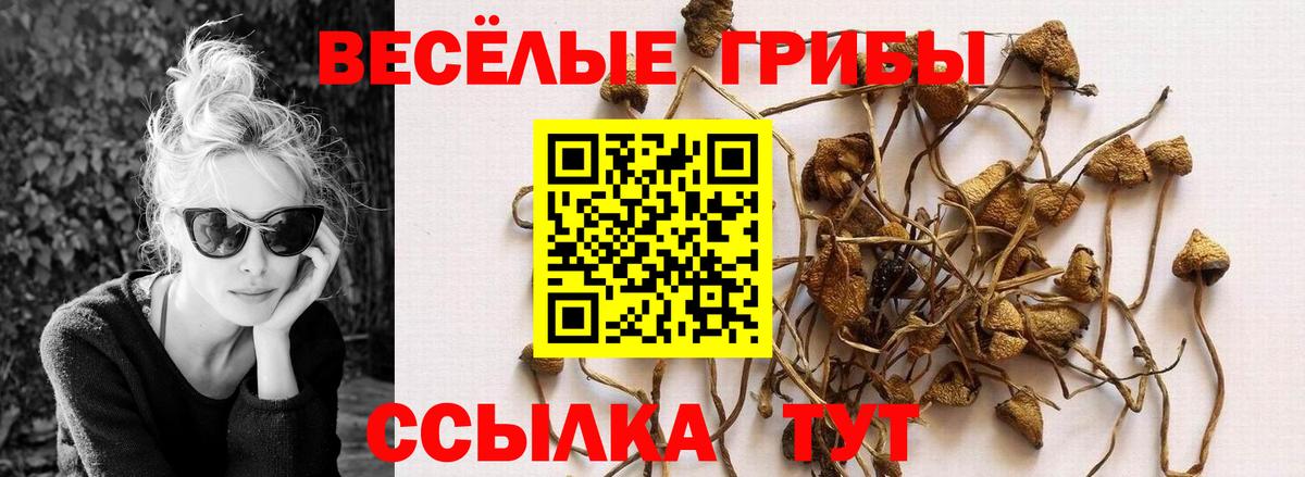 Псилоцибиновые грибы Psilocybine cubensis Ирбит